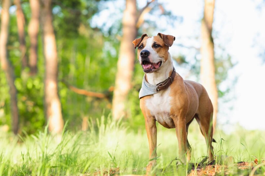 Is Eucalyptus Safe for Dogs?