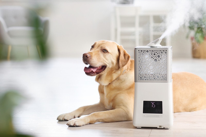 Is humidifier good for dogs