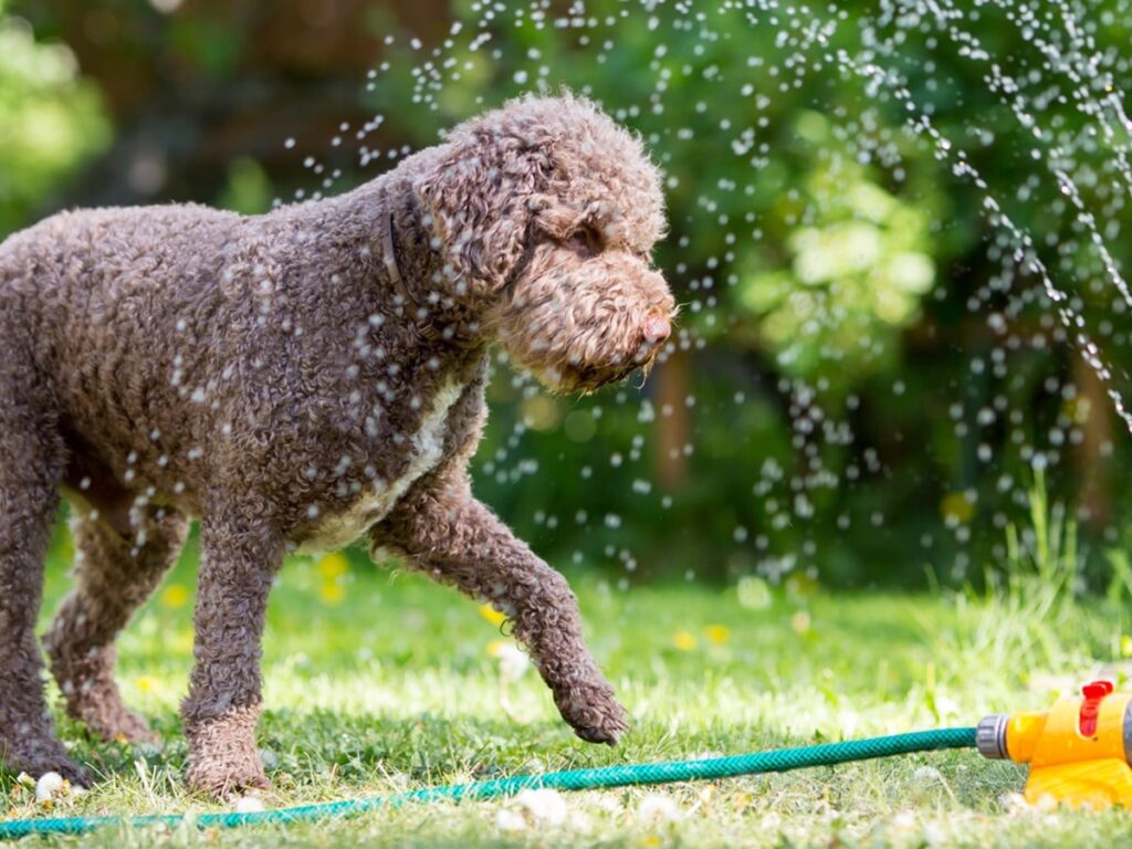 What Is the Best Humidity for Dogs