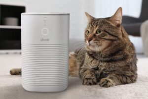 Why do cats like humidifier?