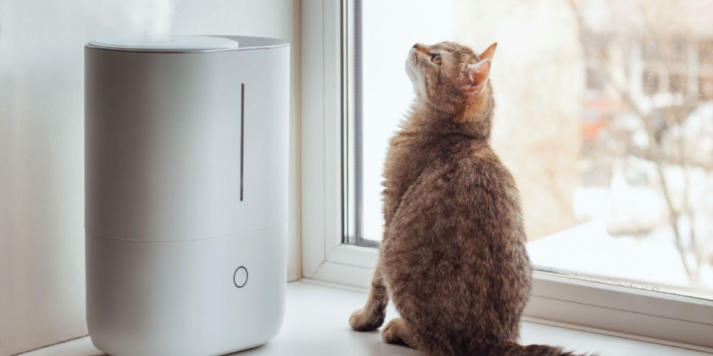 Is a Humidifier Good for a Cat with an Upper Respiratory Infection?