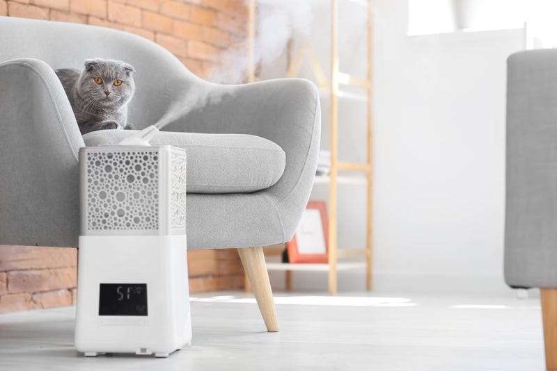 Are Humidifiers Safe for Cats?