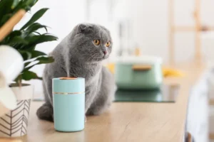 How do you use a cat humidifier?