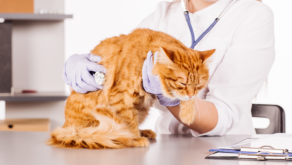 How Do You Clear a Cat's Chest Congestion at Home?