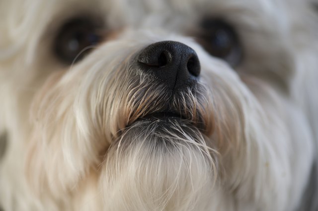 How can I Help my Dog's Nasal Congestion