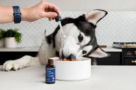 What Essential Oils Are Safe for Dogs?