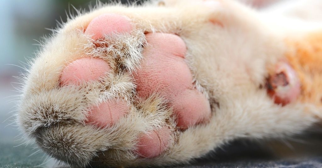 PAW ILLNESS IN CATS