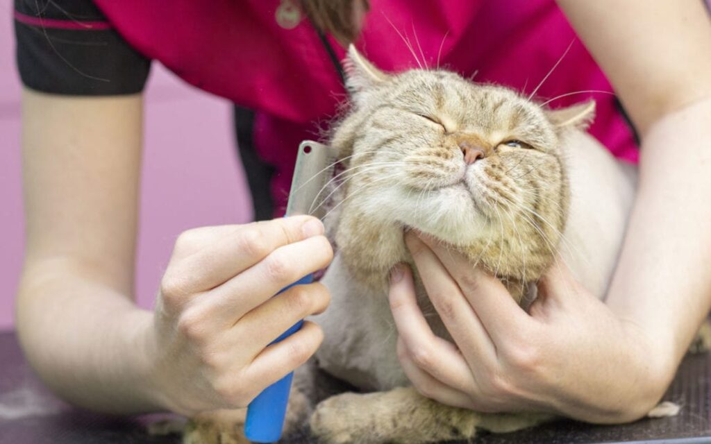 Cat grooming for their health in summers