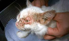 Skin flakes in cats due to dry skin problems