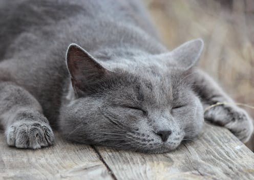 signs of overheating in cats